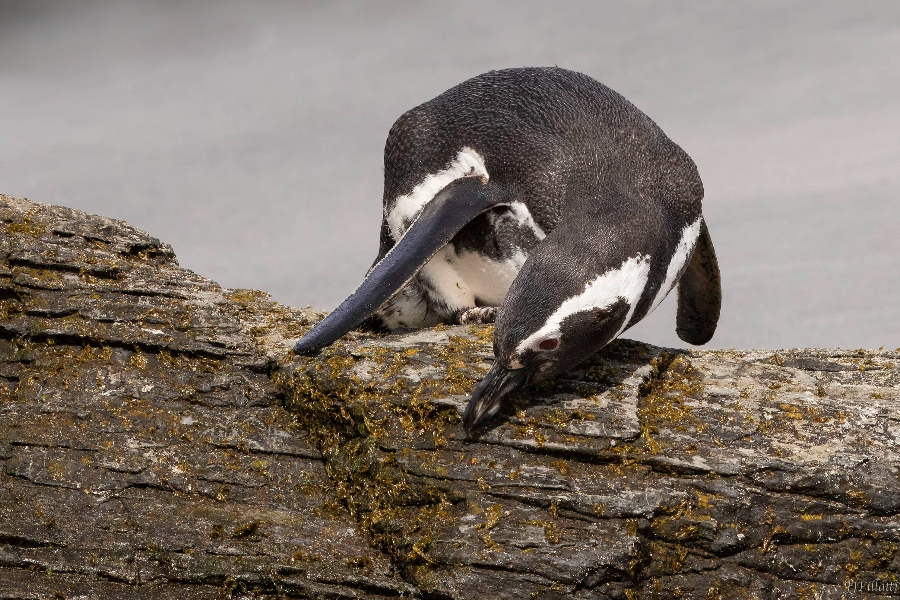 bird of the falklands image 56